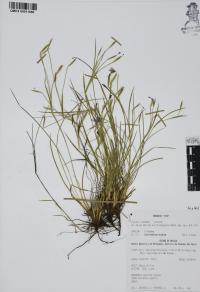 Sisyrinchium scabrum image